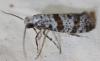 Scythropia crataegella